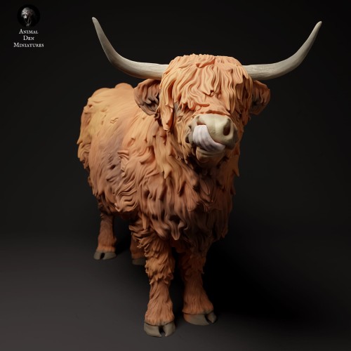 35130306_highland_cow_tongue_3.jpg