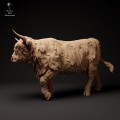 35130307_highland_cow_walk_1.jpg