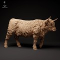 35130307_highland_cow_walk_2.jpg
