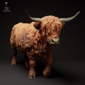 35130308_highland_cow_walk_3.jpg
