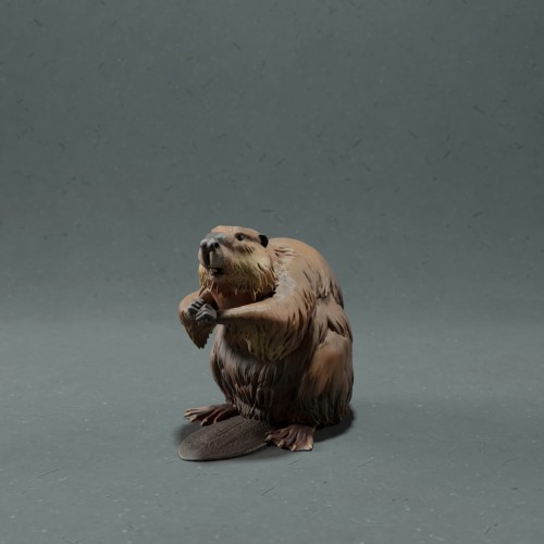 35130217_resize-beaver-2.jpg