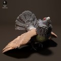 35130526_resize-capercaillie-1.jpg
